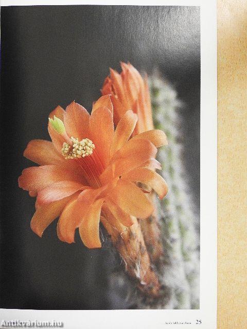 Kaktuszkör-kép 2014/3.