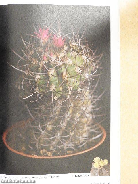 Kaktuszkör-kép 2017/1.