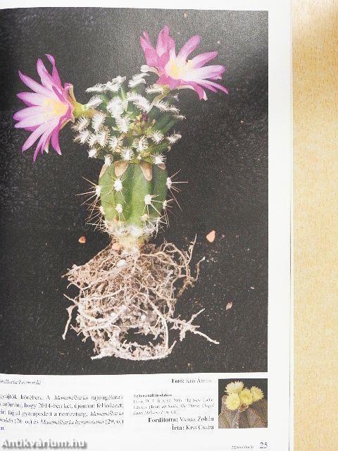 Kaktuszkör-kép 2017/1.