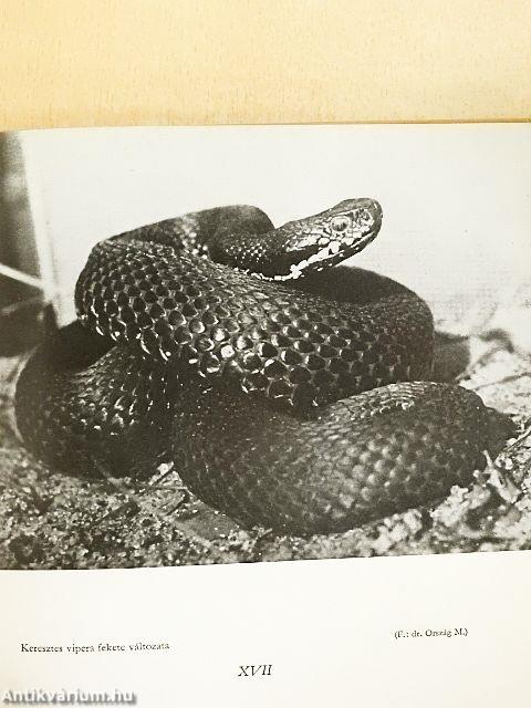 Kígyókról, békákról