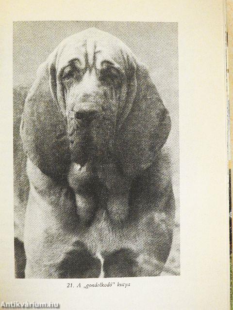 A kutya hétköznapjai