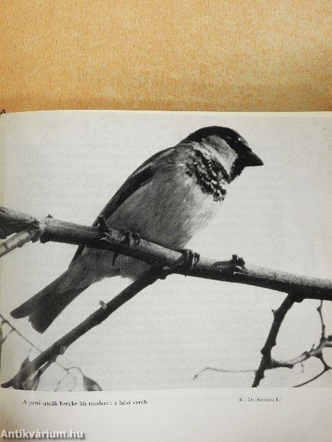 Madarakról - Mindenkinek