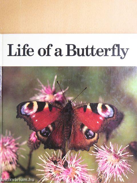 Life of a Butterfly