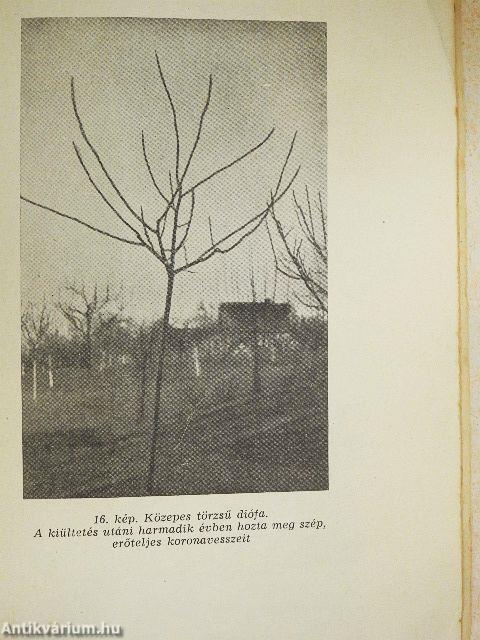 A házikert gyümölcsöse