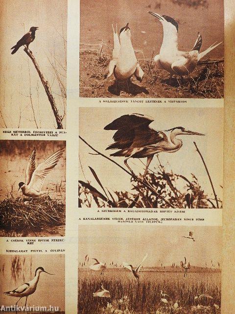 Pajtás 1967. június 1.