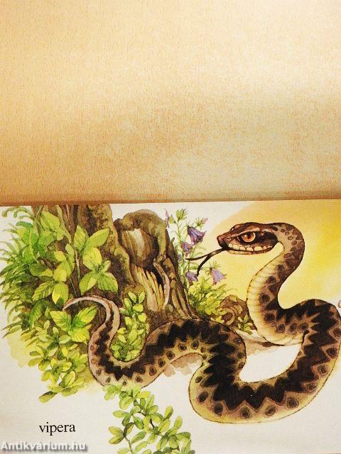 Erdei állatok között