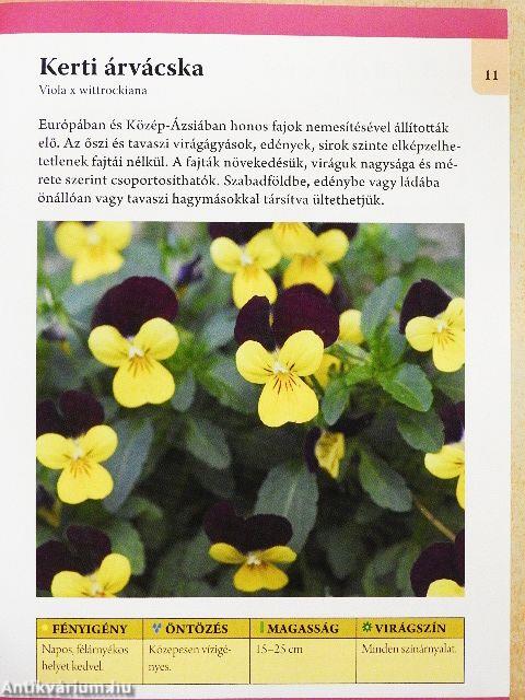 Kétnyári és hagymás virágok