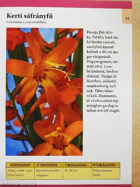 Kétnyári és hagymás virágok