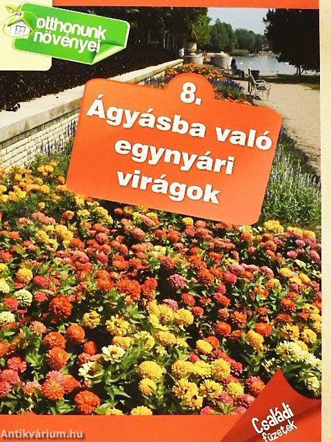 Ágyásba való egynyári virágok