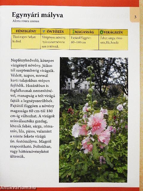 Ágyásba való egynyári virágok