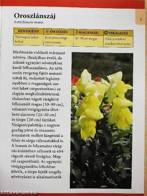 Ágyásba való egynyári virágok