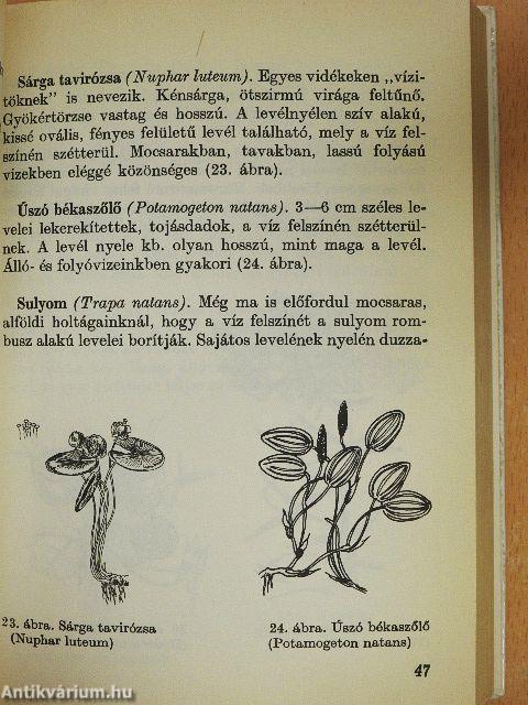 Halbiológia horgászoknak