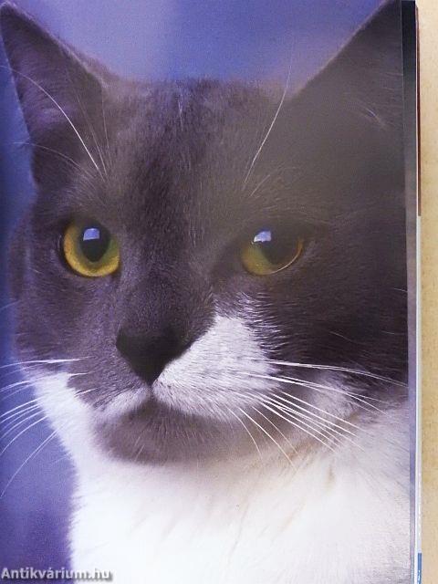 Mit egyen a macskám?