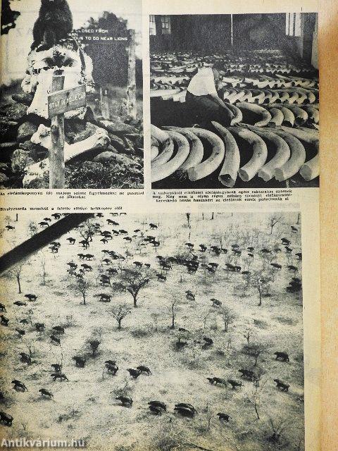 Pajtás 1965. szeptember 30.