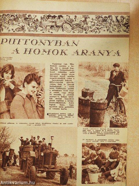 Pajtás 1965. november 4.