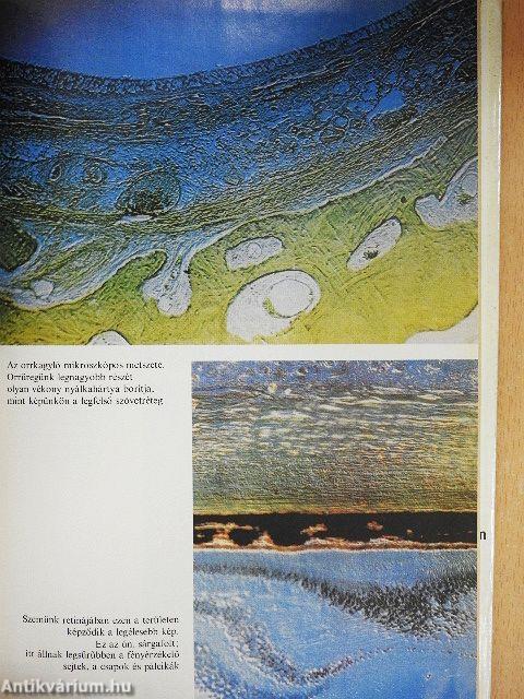 Hogyan érzékelünk?