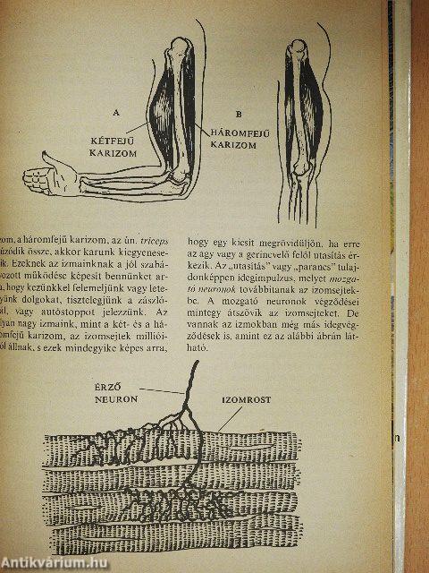 Hogyan érzékelünk?