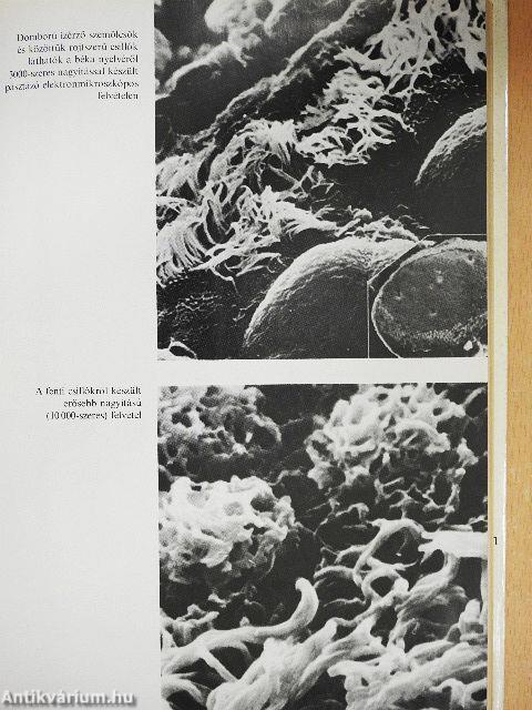 Hogyan érzékelünk?