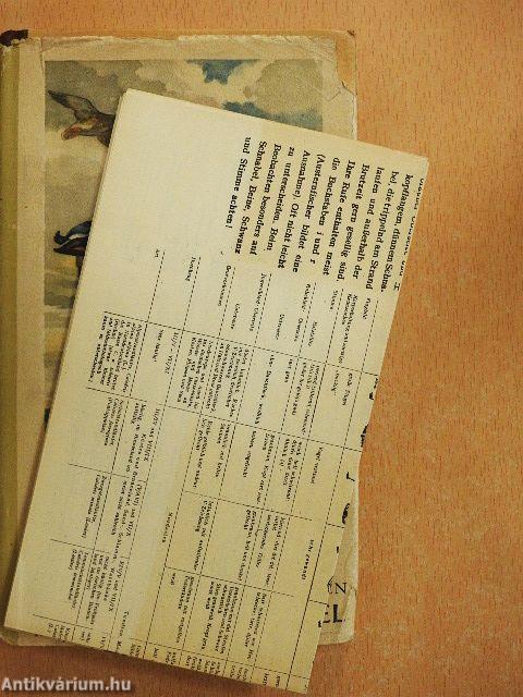 Sumpf- und Wasservögel