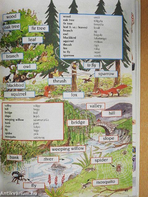 Kezdők angol nyelvkönyve