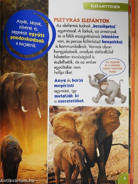 Disney Állati Szafari 43.