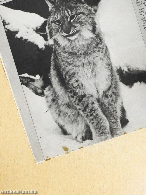 Állatvilág 1981. január-december