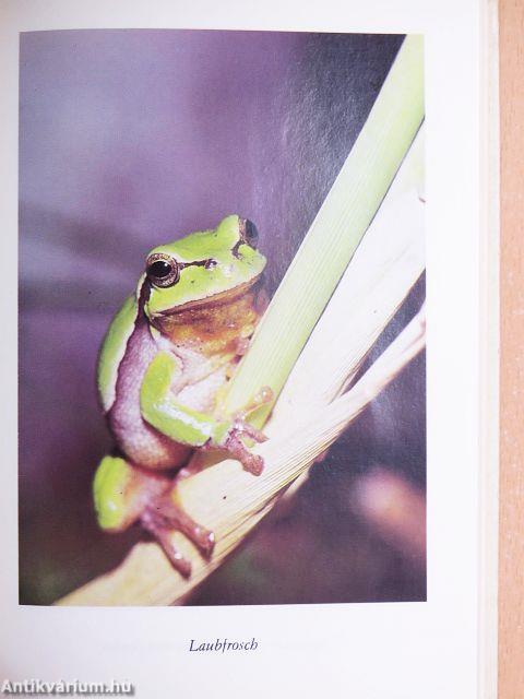 Erlebt in Wald und Dschungel