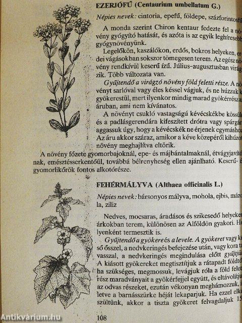 Fűszerek és gyógyító növények a kertből