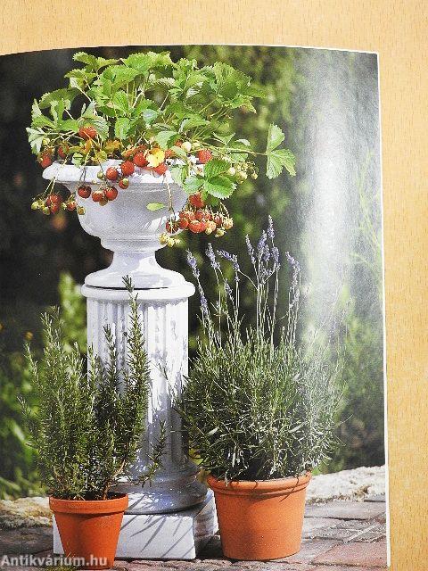 Bogyós gyümölcsűek a házikertben