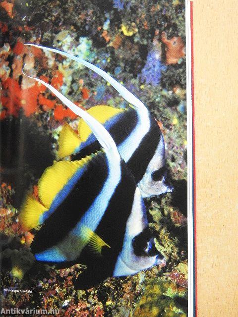 A Vörös-tenger legszebb merülőhelyei