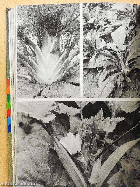 Házikerti kézikönyv