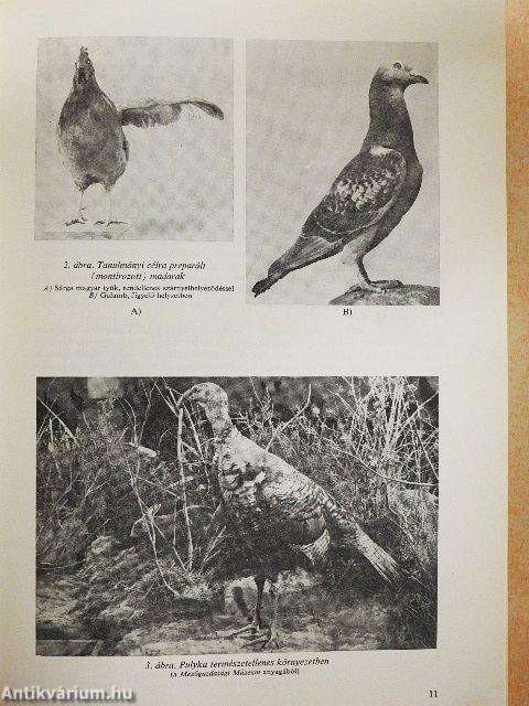 Állatpreparátumok készítése