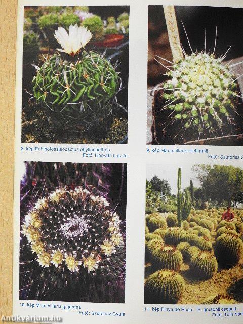 Debreceni pozsgás-tár 1999/1.