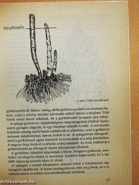 A háztáji új növénye: a spárga