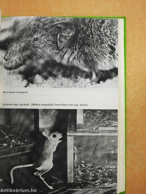 Mindent lehet, de krokodilt - azt nem!