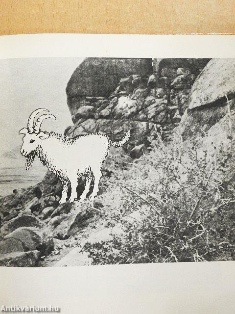 Nyaralj velünk az Altaj hegységben