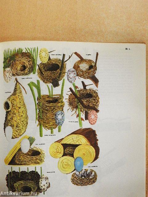 Természetjárók enciklopédiája