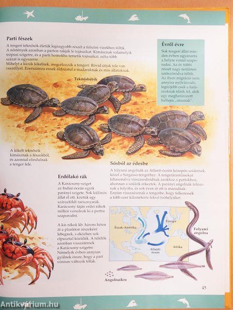 Az óceánok világa