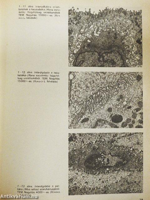 Összehasonlító szövettan