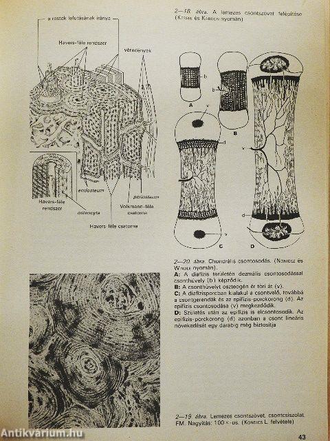 Összehasonlító szövettan