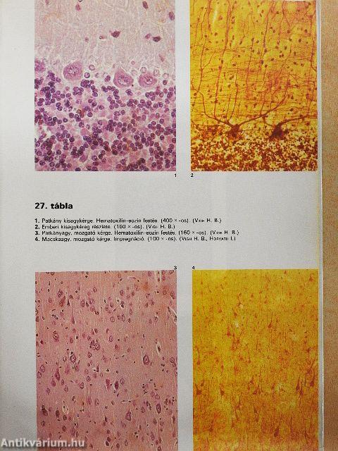 Összehasonlító szövettan