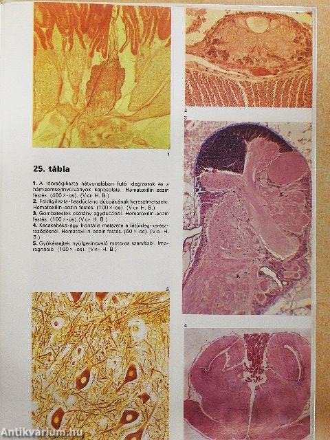 Összehasonlító szövettan