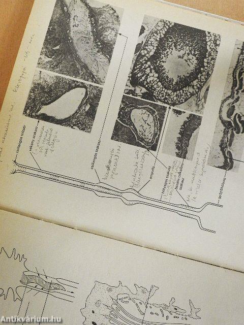 Összehasonlító szövettan