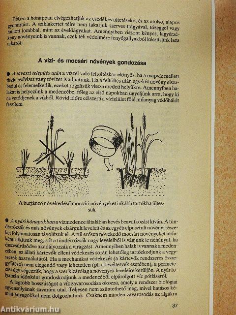 Kerti virágaink gondozása