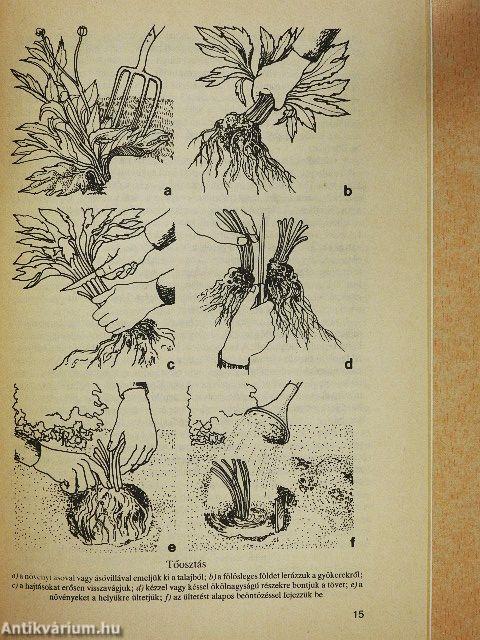 Kerti virágaink gondozása