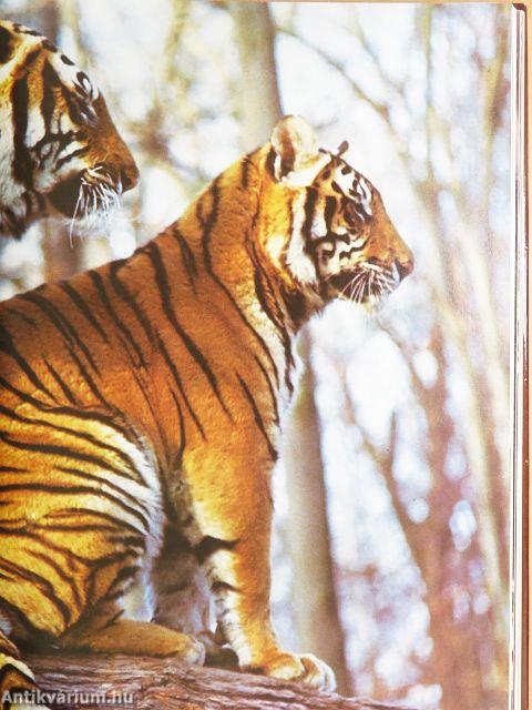 Animal Wonders of the World