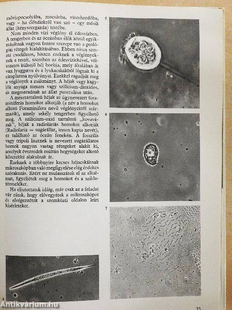 Élet a mikroszkóp alatt