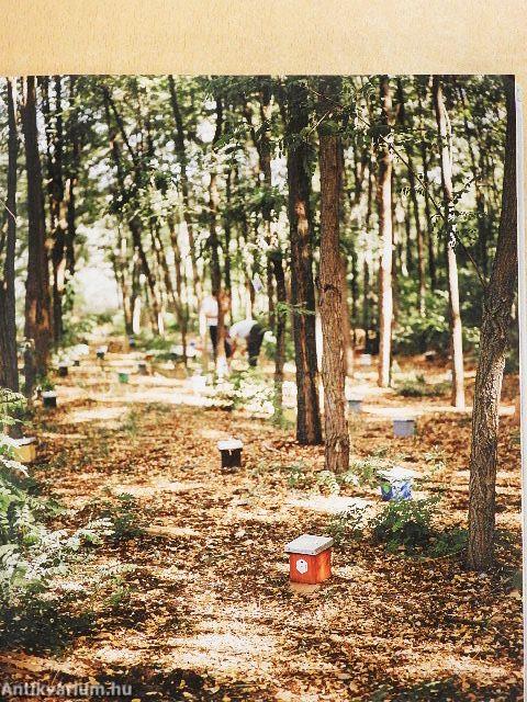 Zümmögés a konyhában 2.