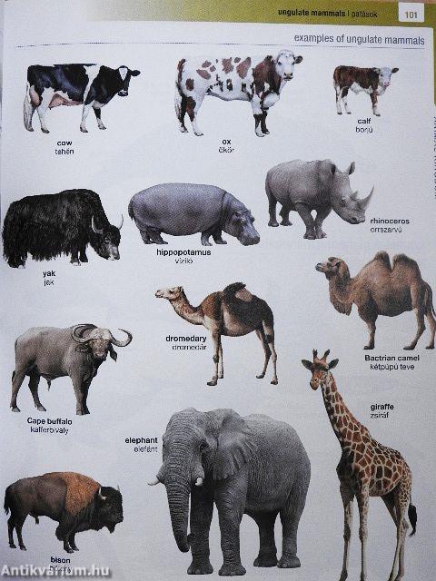 Nagy képes angol-magyar szótár