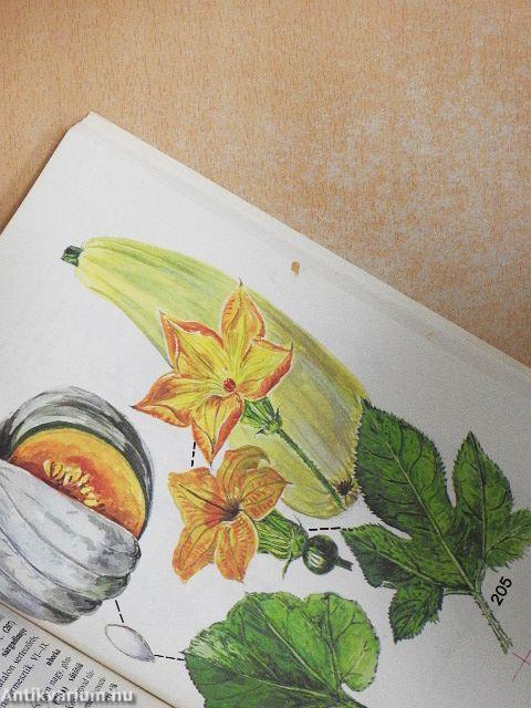 Kis növényhatározó rendszertani és ökológiai tájékoztatóval